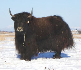 Black tibetan yak cow